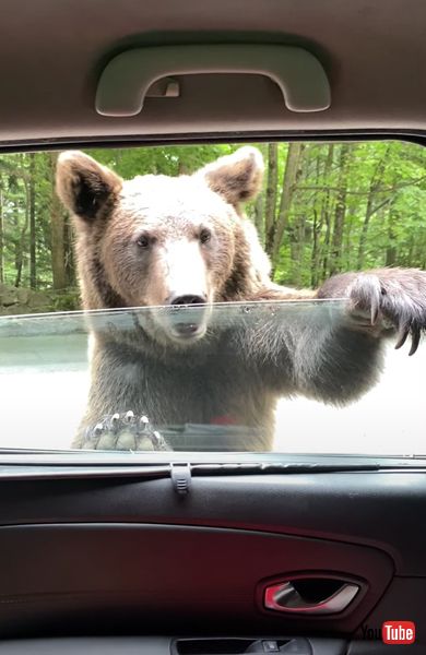 ドアを開けるクマの画像 ルーマニア びっくり映像 面白動画 クマ 動物 海外動画 面白ニュース