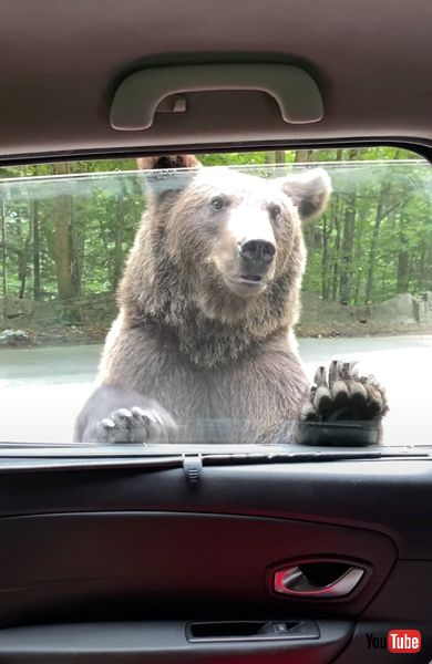 ドアを開けるクマの画像 ルーマニア びっくり映像 面白動画 クマ 動物 海外動画 面白ニュース