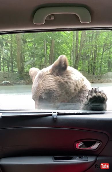 ドアを開けるクマの画像 ルーマニア びっくり映像 面白動画 クマ 動物 海外動画 面白ニュース