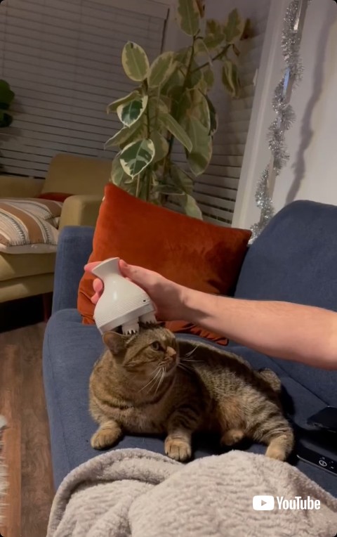 マッサージする人を見る猫