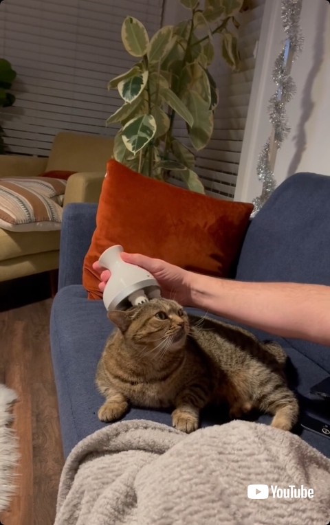 マッサージを受ける猫