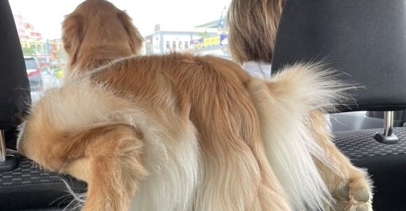 「正しく座れない犬」の体勢が二度見必至！　座席の背もたれにお尻を乗せるでっかいワンコに「面白すぎ」の声 | ねとらぼ