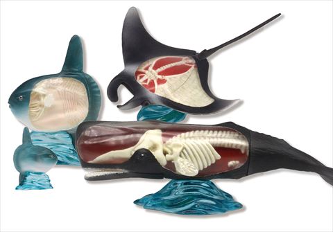 なかみまるみえフィギュア　骨の仕組み編01