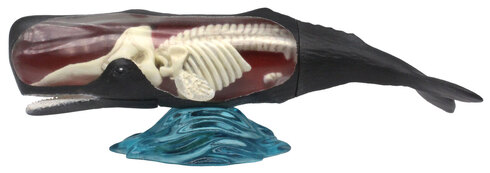 なかみまるみえフィギュア　骨の仕組み編02