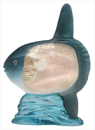 なかみまるみえフィギュア　骨の仕組み編04