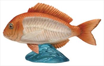 なかみまるみえフィギュア　骨の仕組み編05