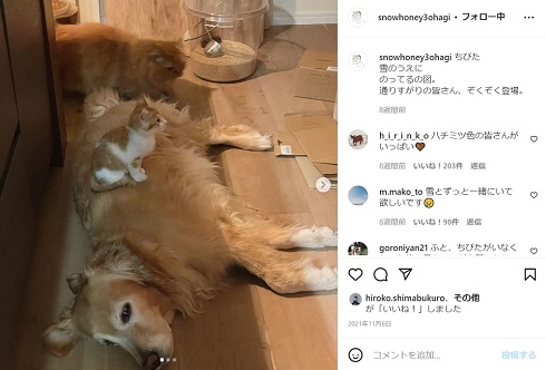 石田ゆり子 雪 ちびた