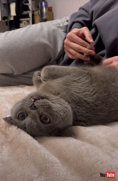 猫 肉球 足 マッサージ 口 半開き