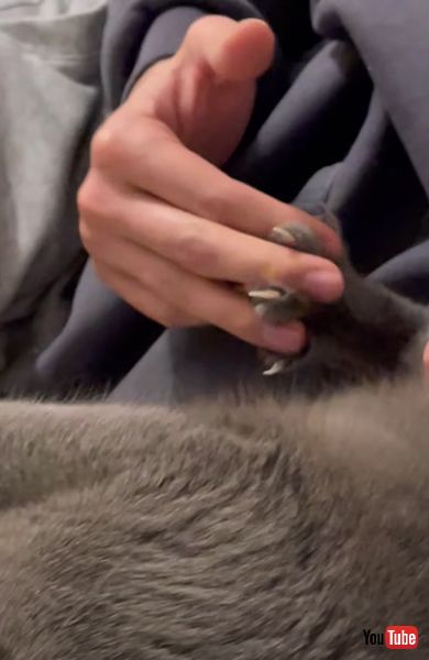 猫 肉球 足 マッサージ 口 半開き