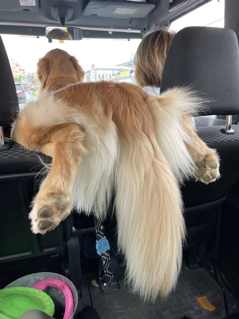 ゴールデンレトリバー　沖縄　車　面白　画像