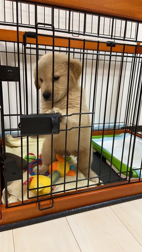 ゴールデンレトリバー　沖縄　車　面白　画像