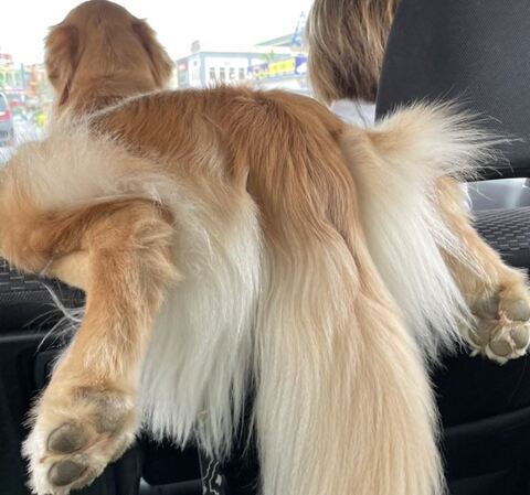 ゴールデンレトリバー　沖縄　車　面白　画像