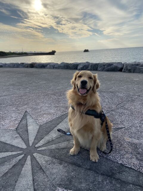 ゴールデンレトリバー　沖縄　車　面白　画像