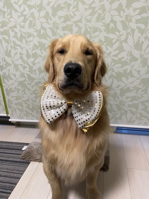 ゴールデンレトリバー　沖縄　車　面白　画像