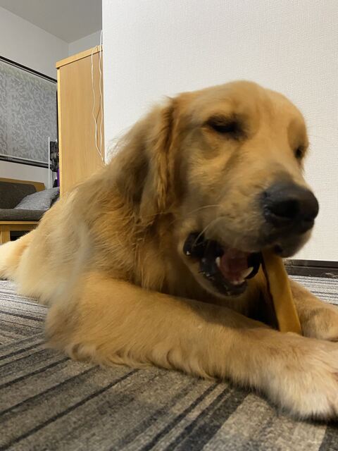 ゴールデンレトリバー　沖縄　車　面白　画像