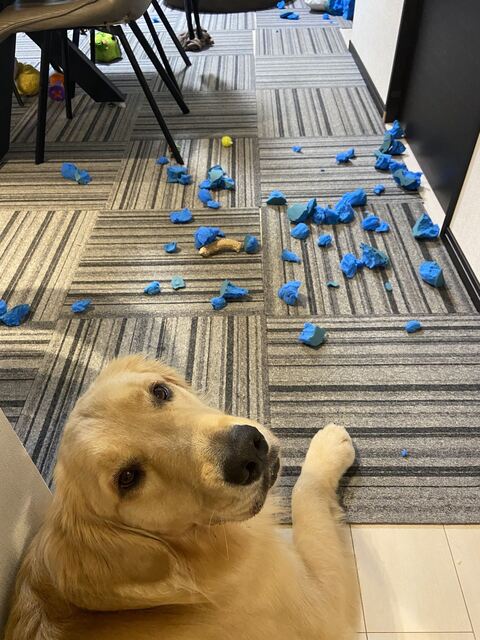 ゴールデンレトリバー　沖縄　車　面白　画像