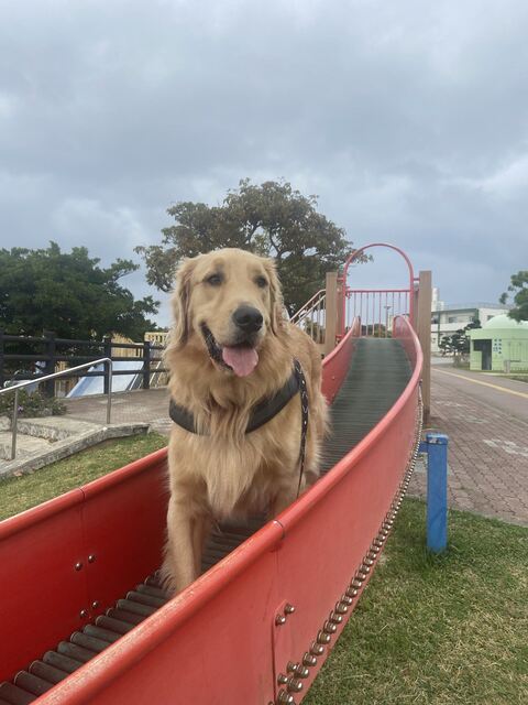 ゴールデンレトリバー　沖縄　車　面白　画像