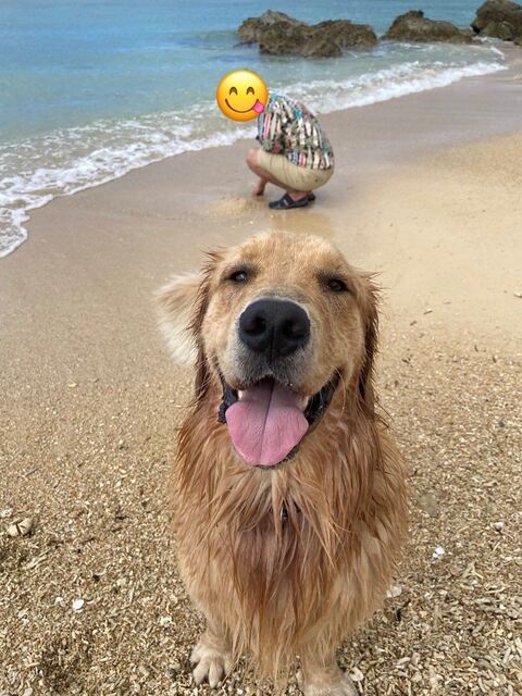 ゴールデンレトリバー　沖縄　車　面白　画像