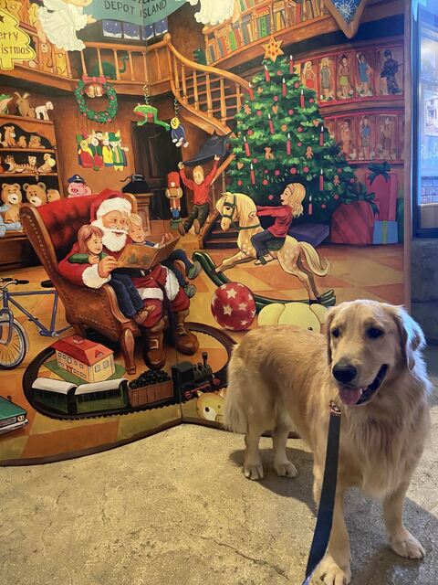 ゴールデンレトリバー　沖縄　車　面白　画像