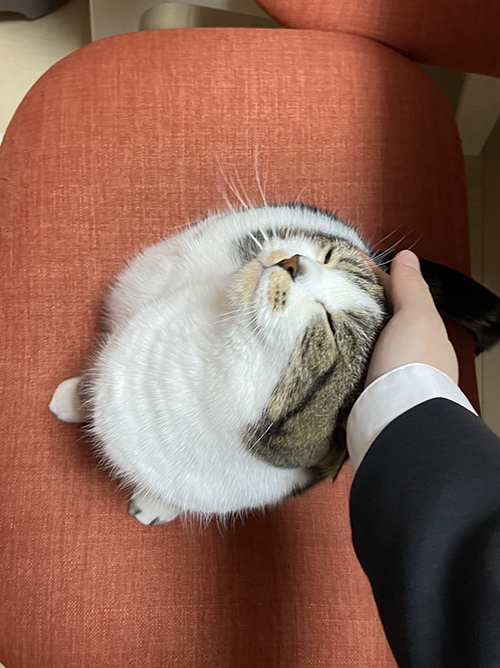 猫の転職したいのおにくくん