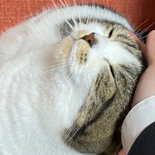 おにくくんトリミング