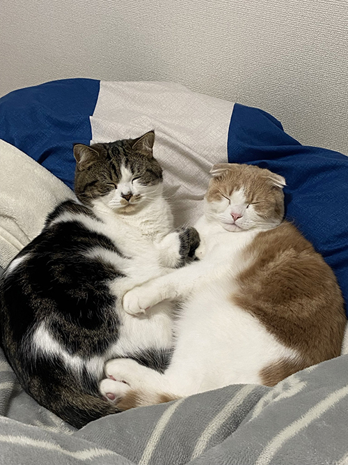 ぎゅっとする2匹