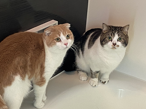 お風呂探検する2匹