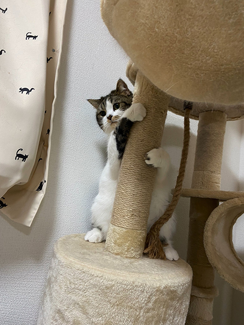 転職活動　猫　スコティッシュフォールド　マンチカン　癒やし　画像　なぐさめ