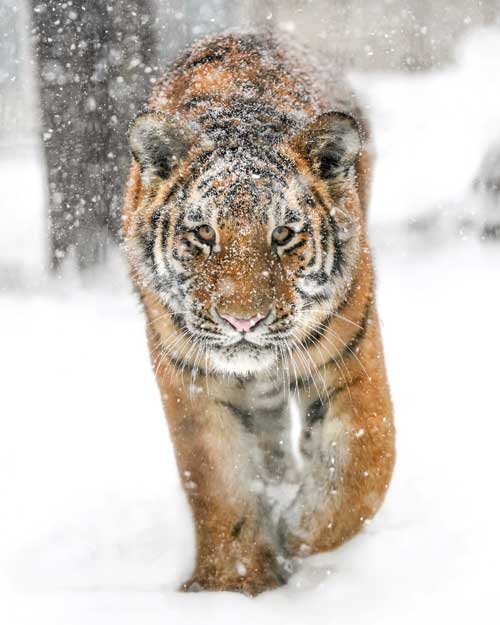 アムールトラ 油断大敵 旭山動物園 雪