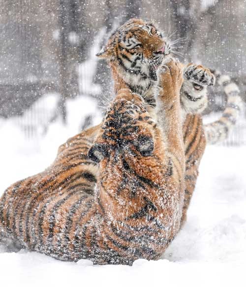 アムールトラ 油断大敵 旭山動物園 雪