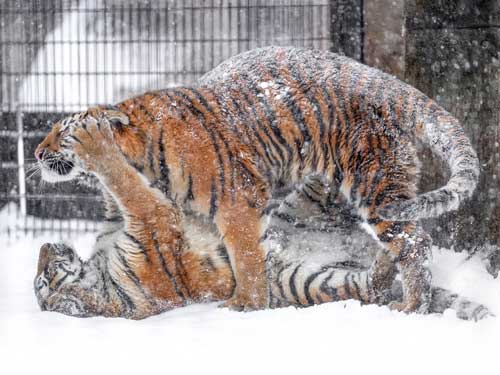 アムールトラ 油断大敵 旭山動物園 雪