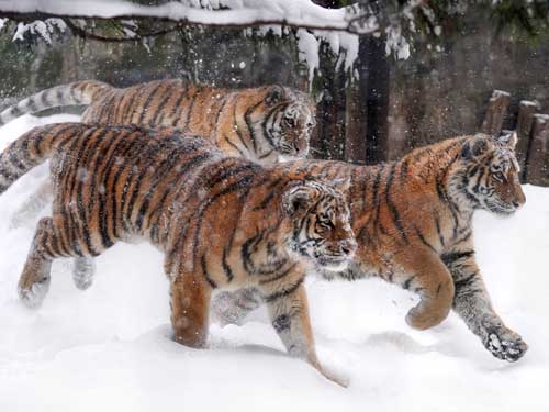 アムールトラ 油断大敵 旭山動物園 雪