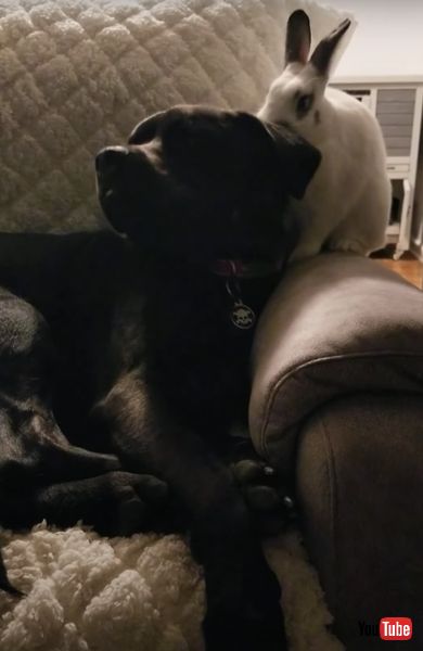 うさぎ ウサギ 犬 マスティフ ほりほり 起こす 寝る