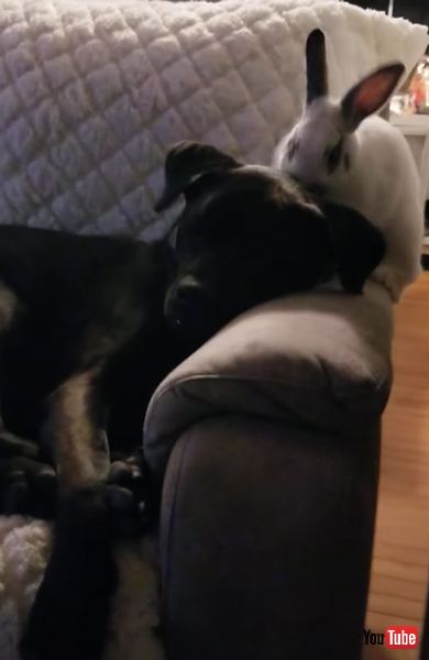 うさぎ ウサギ 犬 マスティフ ほりほり 起こす 寝る
