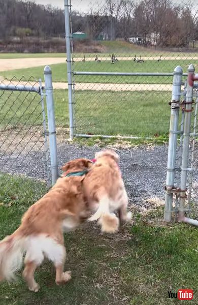 元気　かわいい　面白　ワンコ　ゴールデンレトリバー　動画