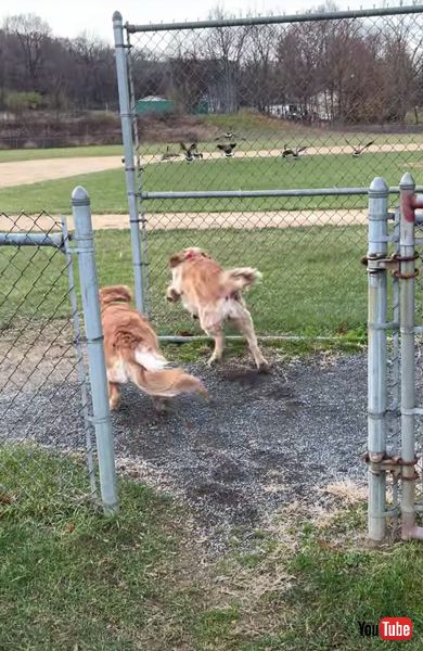 元気　かわいい　面白　ワンコ　ゴールデンレトリバー　動画