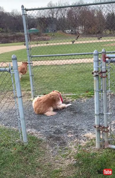 元気　かわいい　面白　ワンコ　ゴールデンレトリバー　動画