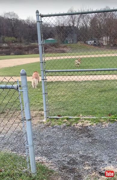 元気　かわいい　面白　ワンコ　ゴールデンレトリバー　動画