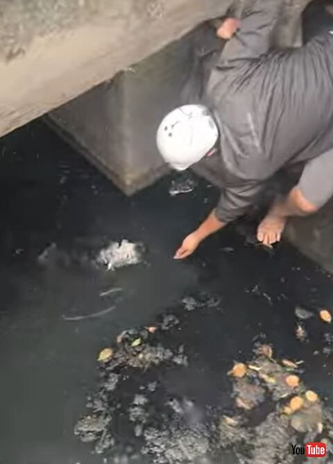 子犬　救助　救出　感動　排水溝　動画