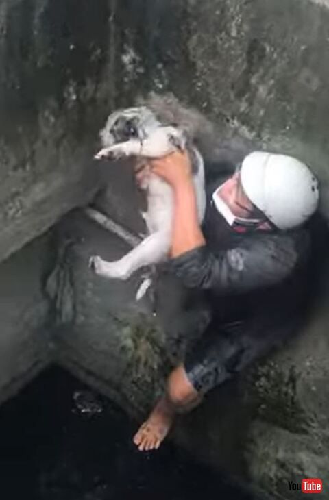 子犬　救助　救出　感動　排水溝　動画