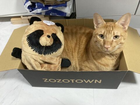 とらちゃん たぬきちゃん 腹筋 負荷　猫　動画　かわいい　面白