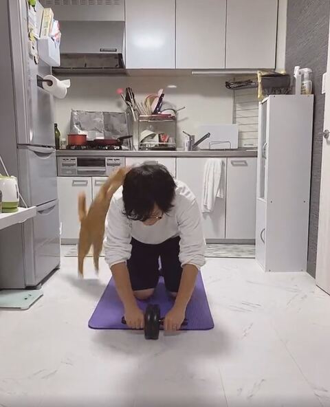 とらちゃん たぬきちゃん 腹筋 負荷　猫　動画　かわいい　面白