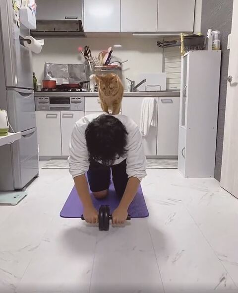 とらちゃん たぬきちゃん 腹筋 負荷　猫　動画　かわいい　面白