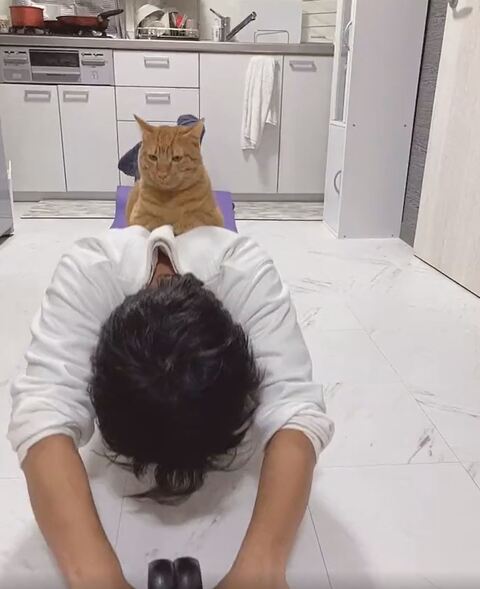 とらちゃん たぬきちゃん 腹筋 負荷　猫　動画　かわいい　面白