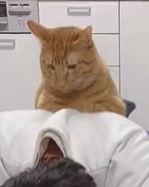 とらちゃん たぬきちゃん 腹筋 負荷　猫　動画　かわいい　面白