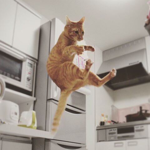 とらちゃん たぬきちゃん 腹筋 負荷　猫　動画　かわいい　面白