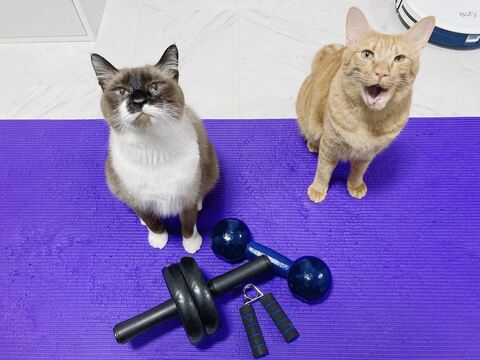 とらちゃん たぬきちゃん 腹筋 負荷　猫　動画　かわいい　面白