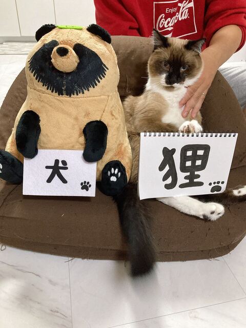 とらちゃん たぬきちゃん 腹筋 負荷　猫　動画　かわいい　面白