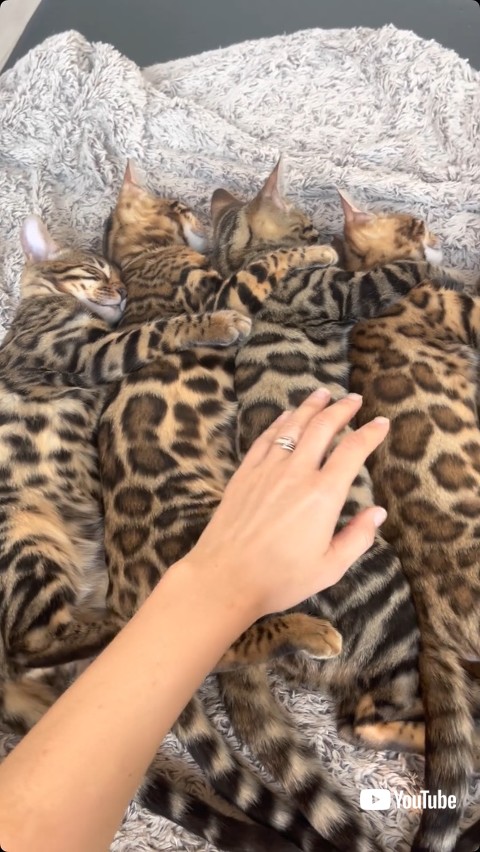 くっついて眠る子猫