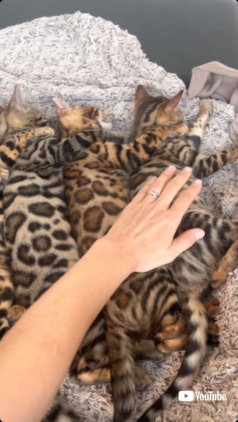 気持ちよさそうに眠る子猫